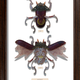 Illustration for article titled Litter Bugs: Creatures Made From Our Cast-Offs